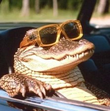 KROKODILDOS